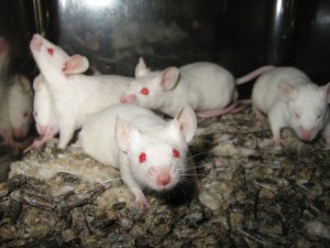 ratones-cancer