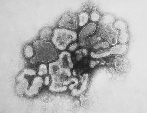 vacunas antipandemicas contra la gripe
